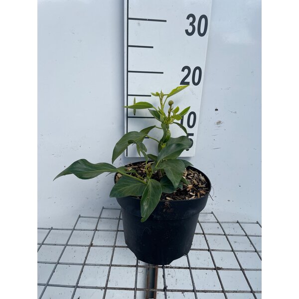 Hedera colchica 'Fall Favourite' - 3,0L