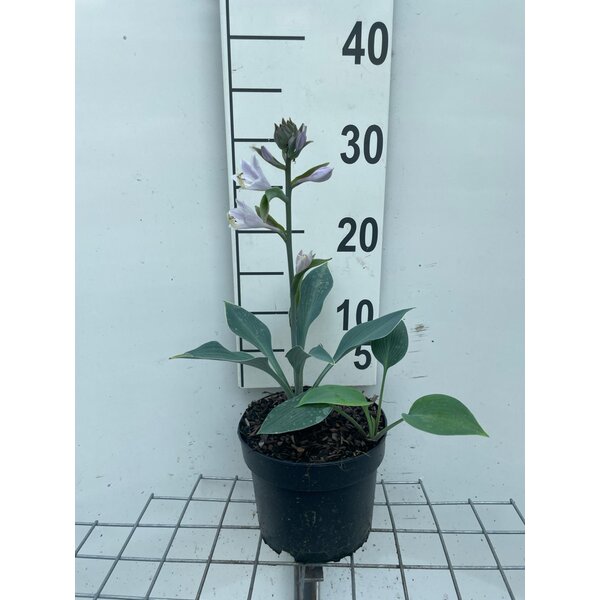 Hosta 'Halcyon' - 2,0L