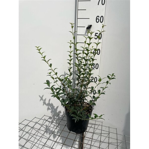 Osmanthus burkwoodii - 3,0L 50+