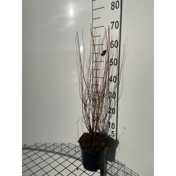 Spiraea billardii - 3,0L 80+