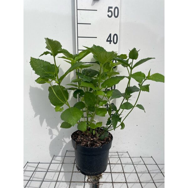 Chelone obliqua - 2,0L