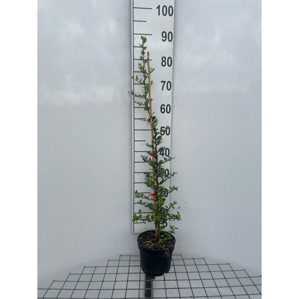Pyracantha cocc. 'Red Column' - 2,0L 80+
