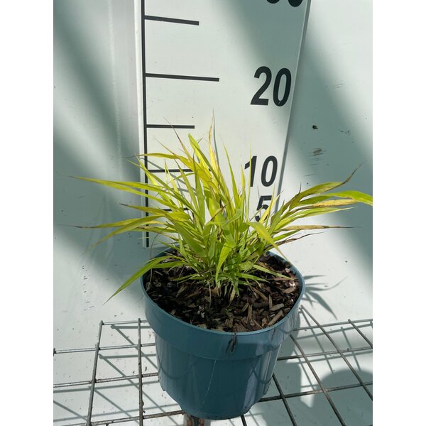 Hakonechloa macra 'All Gold' - 2,0L