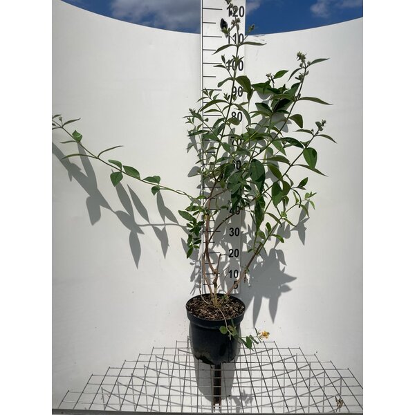 Buddleja weyeriana 'Sungold' - 7,5L 80+