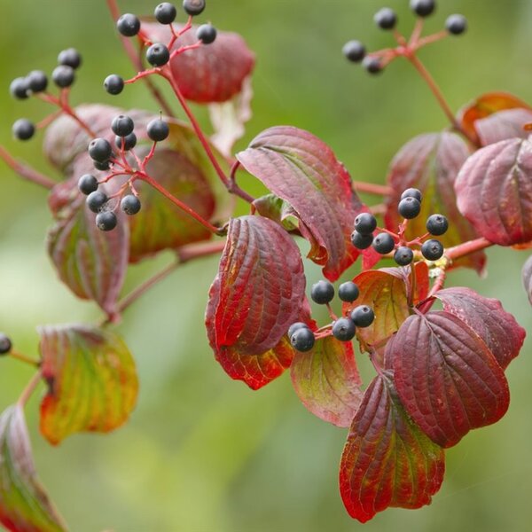 Cornus sanguinea