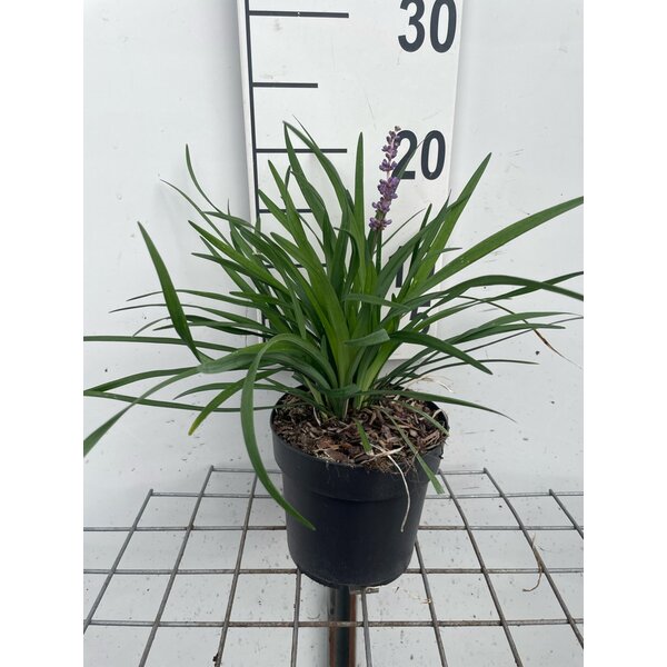 Liriope muscari 'Moneymaker' - 1,3L
