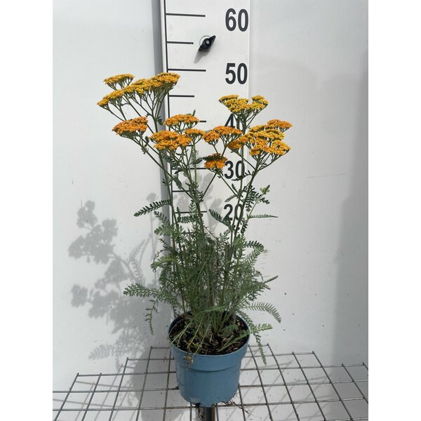 Achillea 'Terracotta' - 2,0L