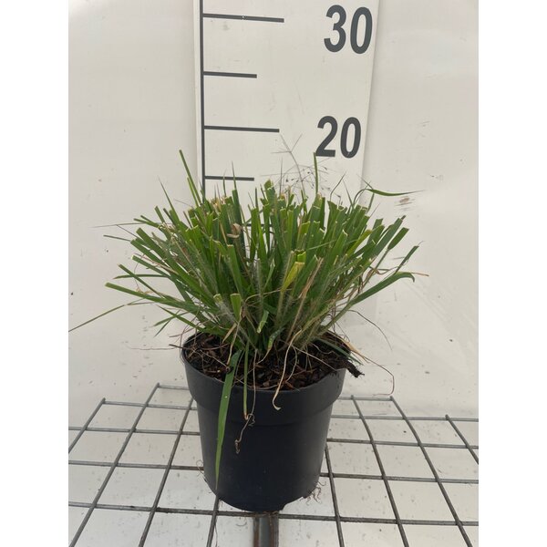 Eragrostis spectabilis - 1,3L