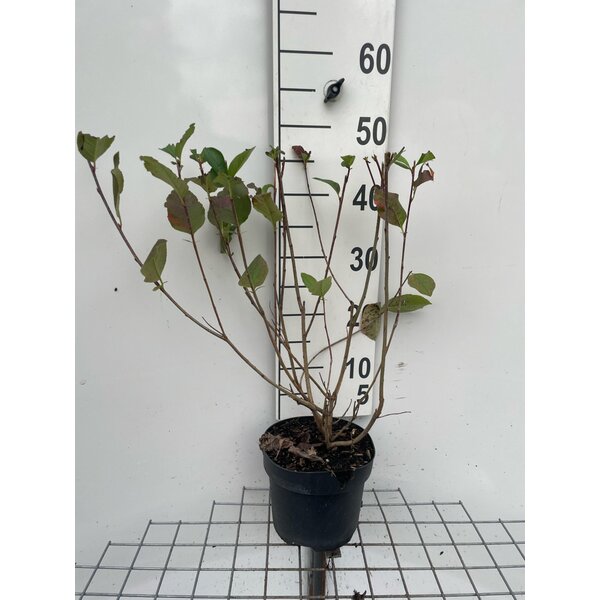 Aronia melanocarpa - 3,0L