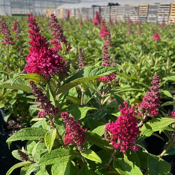Buddleja d. Butt. Candy Little Ruby