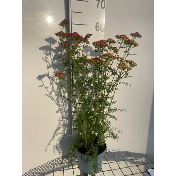 Achillea m. 'Paprika' - 2,0L