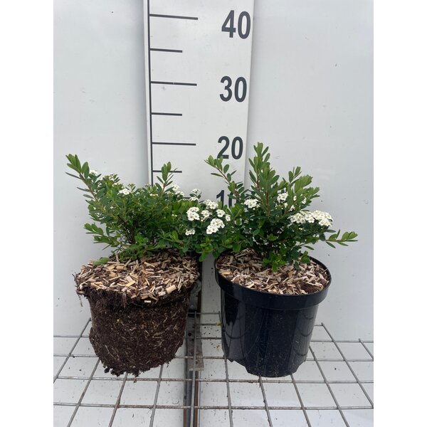 Spiraea nipp. 'Snowmound' - 3,0L
