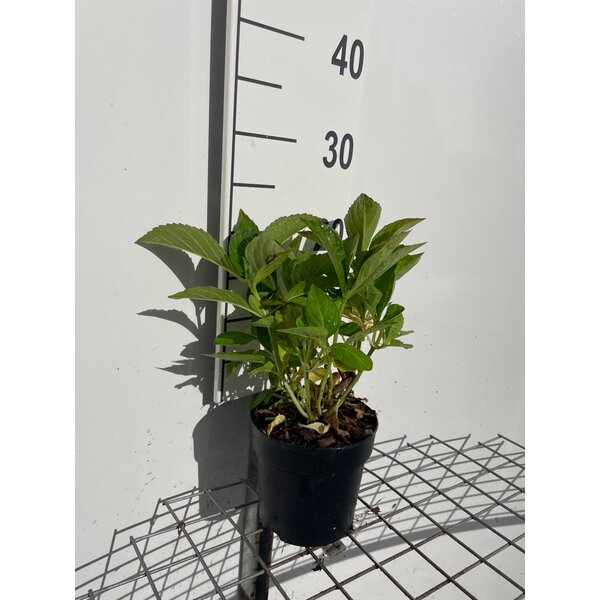 Hydrangea m. 'Soeur Thérèse' - 1,3L