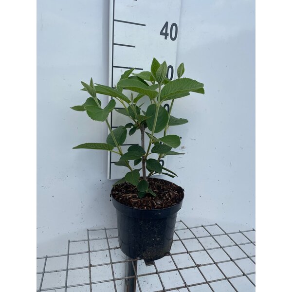 Viburnum lantana - 3,0L