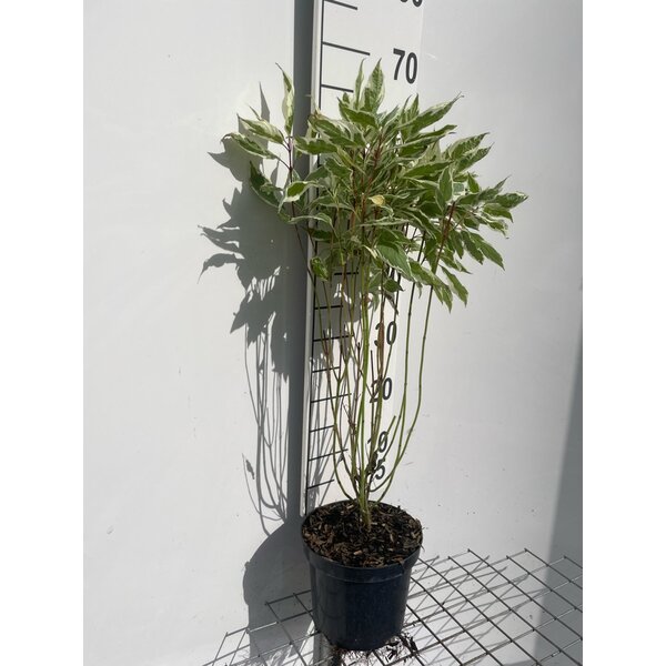 Cornus alba 'Elegantissima' - 3,0L 60+