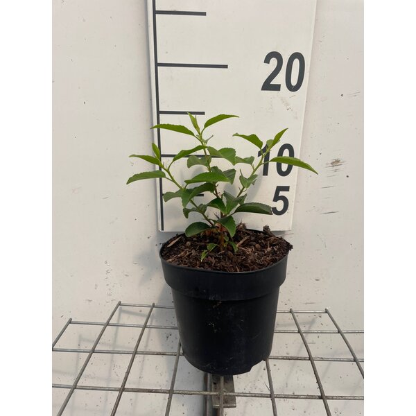 Prunus lusitanica 'Angustifolia' - 1,3L