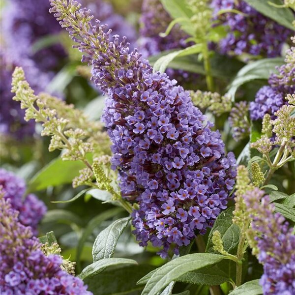 Buddleja d. Butt. Candy Little Lila