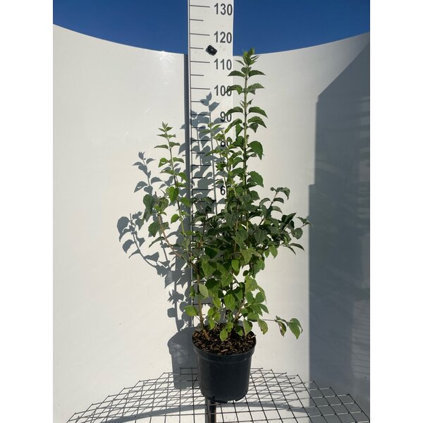 Philadelphus 'Virginal' - 7,5L 100+