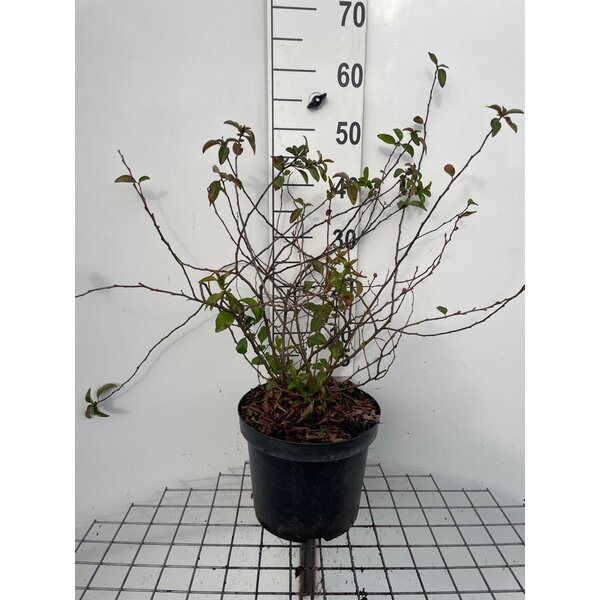 Chaenomeles sup. 'Pink Lady' - 7,5L