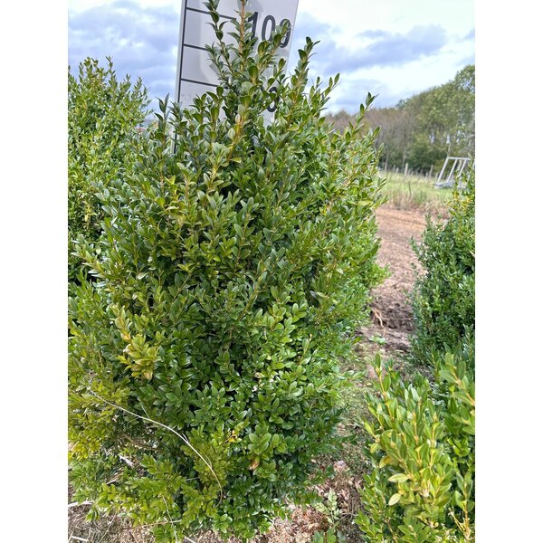 Buxus sempervirens - met kluit 80+