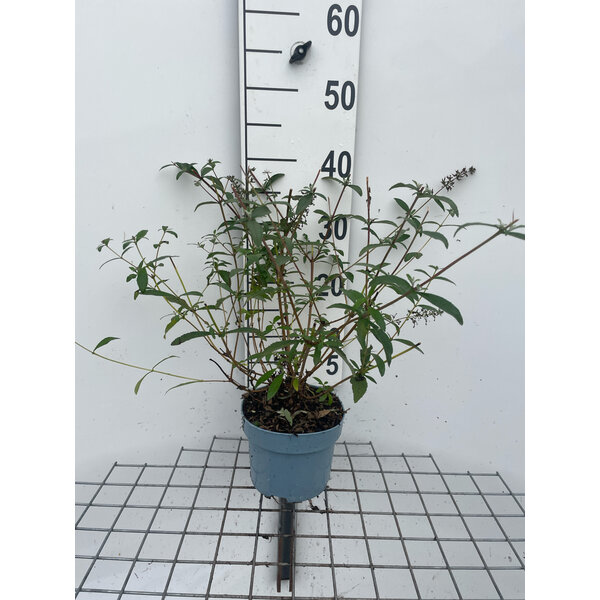 Buddleja d. 'Nanho Blue' - 2,0L