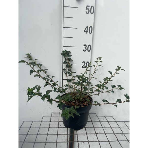 Ribes alpinum 'Pumilum' - 3,0L