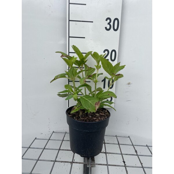 Hydrangea m. 'Nikko Blue' - 1,3L