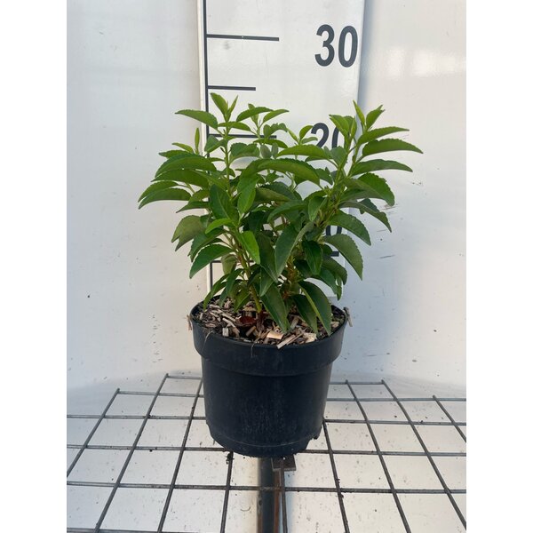 Prunus lusitanica 'Angustifolia' - 2,0L