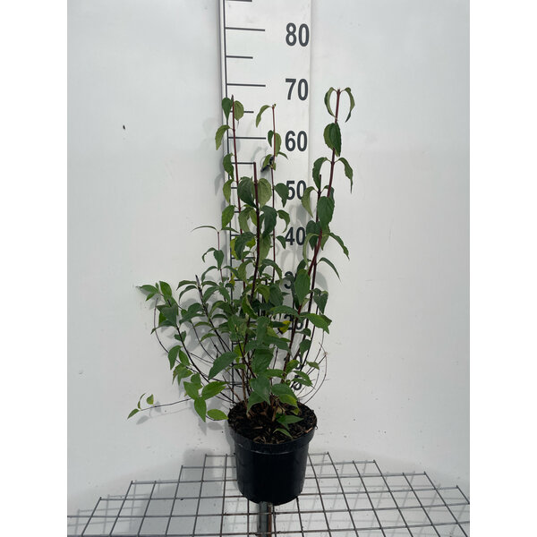 Philadelphus 'Lemoinei' - 3,0L 60+