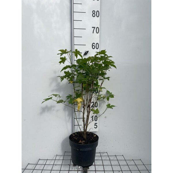 Liquidambar s. 'Worplesdon' - 3,0L 50+