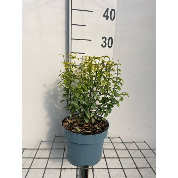 Euonymus fort. 'Emerald 'n' Gold' - 2,0L 20+