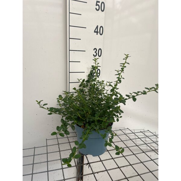 Ceanothus thyrs. repens - 2,0L