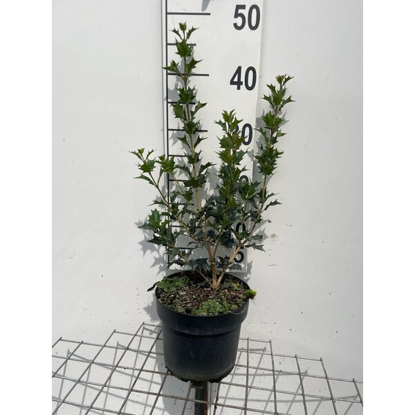 Osmanthus heterophyllus - 3,0L 40+