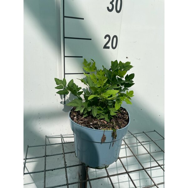 Osmunda regalis - 2,0L