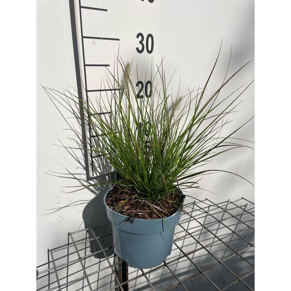 Pennisetum al. 'Burgundy Bunny' - 2,0L
