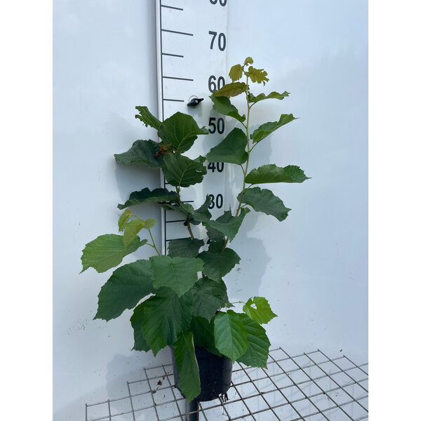 Corylus avellana - 3,0L