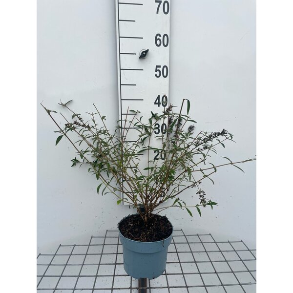Buddleja d. nanhoensis - 2,0L