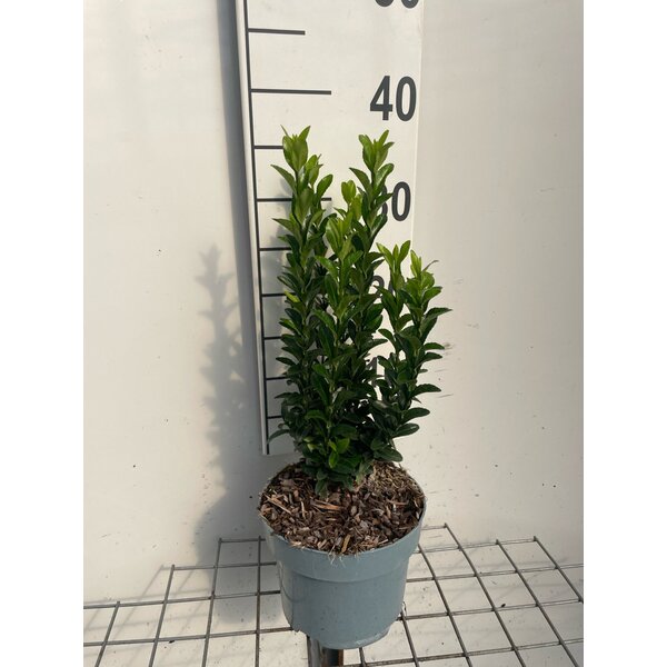 Euonymus jap. 'Green Spire' - 2,0L 30+