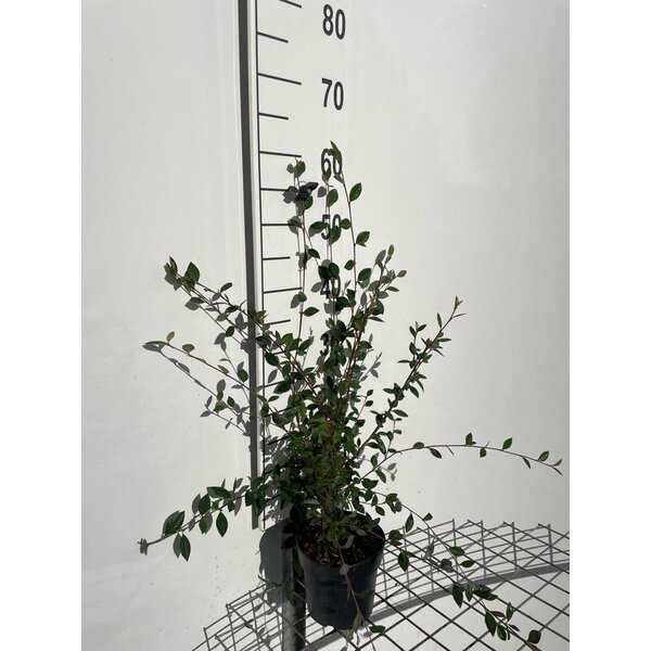 Cotoneaster lacteus - 1,3L
