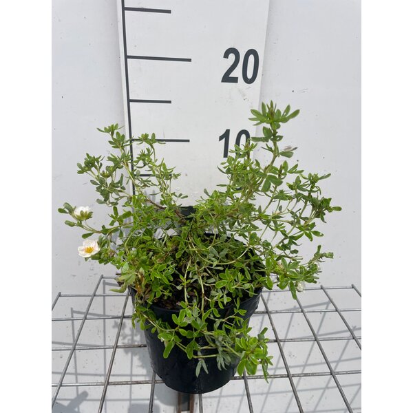 Potentilla f. 'Blink' - 1,3L