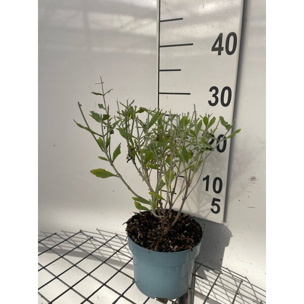 Perovskia atripl. 'Little Spire' - 2,0L