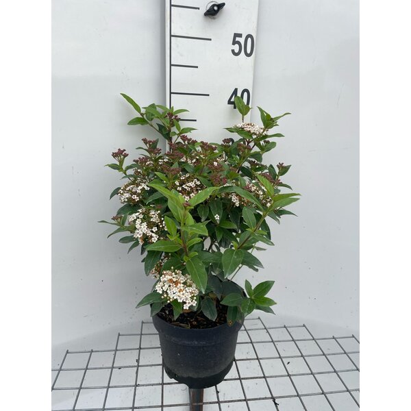 Viburnum tinus 'Eve Price' - 3,0L 30+