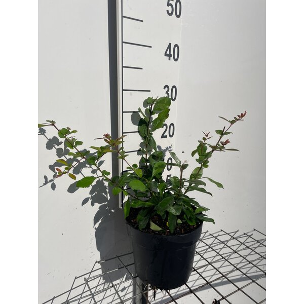 Chaenomeles sup. 'Crimson and Gold' - 3,0L