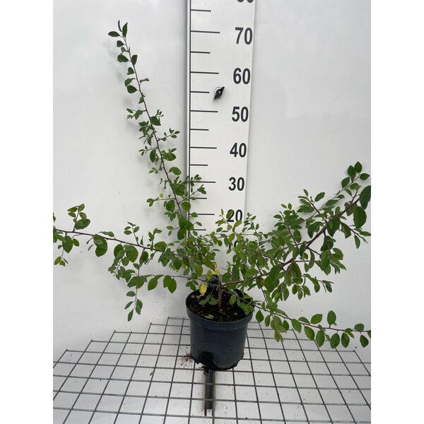 Prunus spinosa - 3,0L
