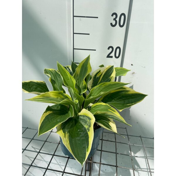 Hosta 'Wide Brim' - 2,0L