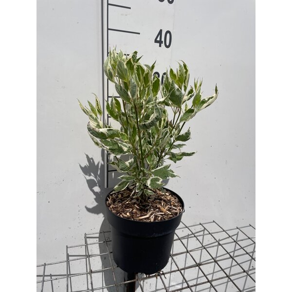 Cornus alba 'Elegantissima' - 3,0L
