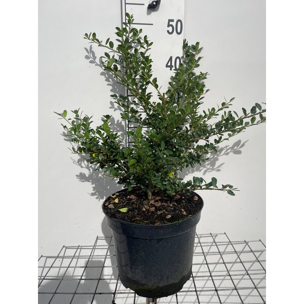 Ilex crenata 'Green Lustre' - 7,5L 40+