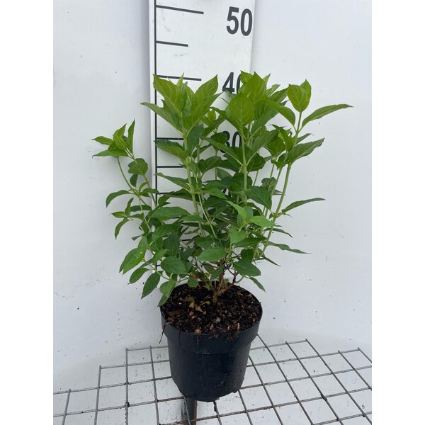 Hydrangea pan. 'Limelight' - 3,0L