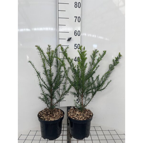 Taxus baccata - 3,0L