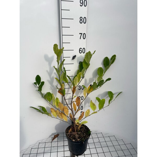 Magnolia stellata - 3,0L 60+